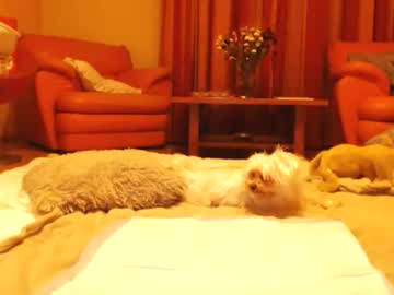 Andrasweetie self squirt show